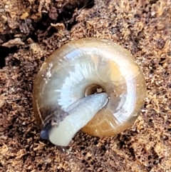 Oxychilus cellarius at Holt, ACT - 11 Feb 2022