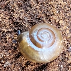 Oxychilus cellarius at Holt, ACT - 11 Feb 2022