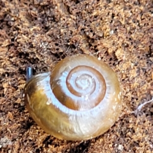 Oxychilus cellarius at Holt, ACT - 11 Feb 2022