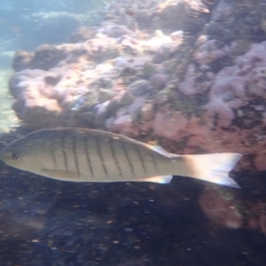 Girella tricuspidata at Jervis Bay, JBT - 10 Feb 2022 08:01 AM