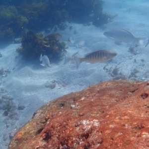 Girella tricuspidata at Jervis Bay, JBT - 10 Feb 2022