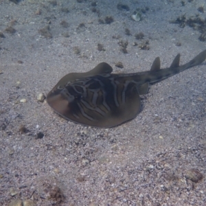 Trygonorrhina fasciata at Jervis Bay, JBT - 10 Feb 2022 08:09 AM
