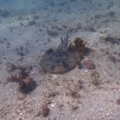 Trygonorrhina fasciata at Jervis Bay, JBT - 10 Feb 2022 08:09 AM