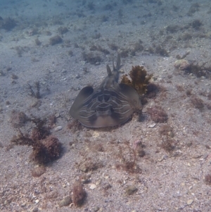 Trygonorrhina fasciata at Jervis Bay, JBT - 10 Feb 2022