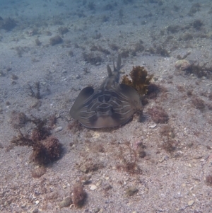 Trygonorrhina fasciata at Jervis Bay, JBT - 10 Feb 2022 08:09 AM