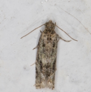 Olethreutinae (subfamily) at Melba, ACT - 21 Dec 2021