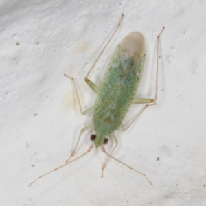 Miridae (family) at Melba, ACT - 21 Dec 2021