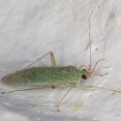 Miridae (family) at Melba, ACT - 21 Dec 2021 10:26 PM