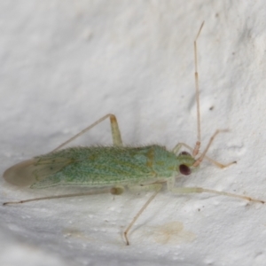 Miridae (family) at Melba, ACT - 21 Dec 2021 10:26 PM