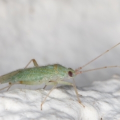 Miridae (family) at Melba, ACT - 21 Dec 2021 10:26 PM