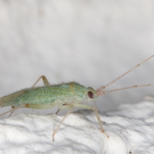 Miridae (family) at Melba, ACT - 21 Dec 2021