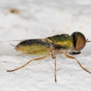 Odontomyia decipiens at Melba, ACT - 22 Dec 2021 09:18 PM