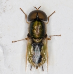 Odontomyia decipiens at Melba, ACT - 22 Dec 2021