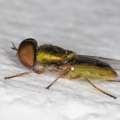 Odontomyia decipiens at Melba, ACT - 22 Dec 2021