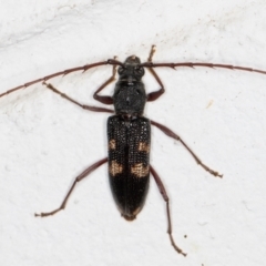 Phoracantha punctata (Longhorn beetle) at Melba, ACT - 22 Dec 2021 by kasiaaus