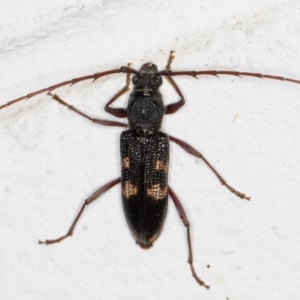 Phoracantha punctata at Melba, ACT - 22 Dec 2021 09:17 PM