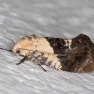 Hypertropha chlaenota at Melba, ACT - 22 Dec 2021