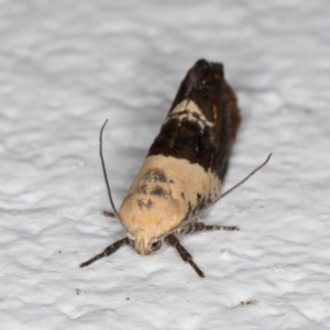 Hypertropha chlaenota at Melba, ACT - 22 Dec 2021