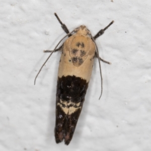 Hypertropha chlaenota at Melba, ACT - 22 Dec 2021