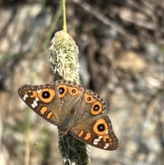 Junonia villida (Meadow Argus) at Googong Reservoir - 13 Feb 2022 by Ozflyfisher