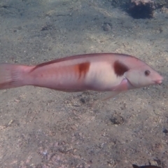 Coris sandeyeri (Sandager's wrasse) at Jervis Bay, JBT - 9 Feb 2022 by AnneG1