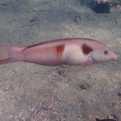 Coris sandeyeri (Sandager's wrasse) at Jervis Bay, JBT - 10 Feb 2022 by AnneG1