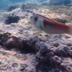 Coris sandeyeri at Jervis Bay, JBT - 10 Feb 2022 08:52 AM