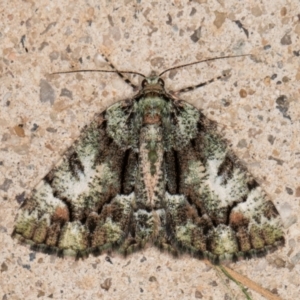 Aeolochroma metarhodata at Melba, ACT - 22 Dec 2021 10:02 PM