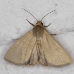 Heliocheilus moribunda (A Noctuid moth) at Melba, ACT - 22 Dec 2021 by kasiaaus