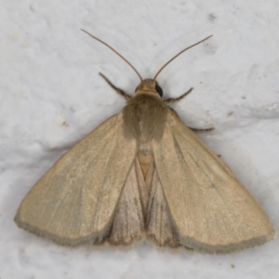 Heliocheilus moribunda (A Noctuid moth) at Melba, ACT - 22 Dec 2021 by kasiaaus