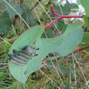 Pergidae sp. (family) at Cotter River, ACT - 11 Feb 2022