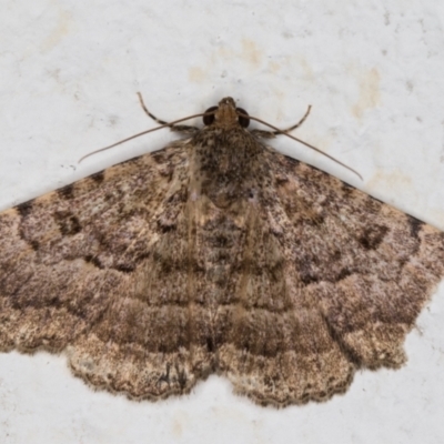 Diatenes igneipicta (an Erebidae Moth) at Melba, ACT - 22 Dec 2021 by kasiaaus