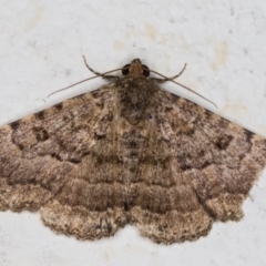 Diatenes igneipicta (an Erebidae Moth) at Melba, ACT - 22 Dec 2021 by kasiaaus
