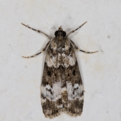 Eudonia protorthra (A Scopariine moth) at Melba, ACT - 22 Dec 2021 by kasiaaus