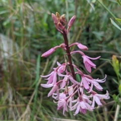 Dipodium roseum (Rosy Hyacinth Orchid) at Tennent, ACT - 12 Feb 2022 by Rebeccajgee