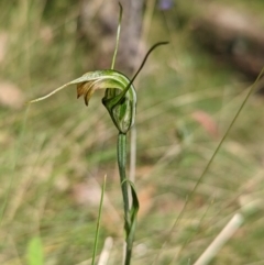 Diplodium sp. (A Greenhood) at Cotter River, ACT - 13 Feb 2022 by Rebeccajgee