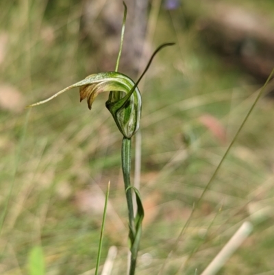 Diplodium sp. (A Greenhood) at Namadgi National Park - 13 Feb 2022 by Rebeccajgee