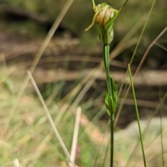 Diplodium sp. at Cotter River, ACT - 13 Feb 2022