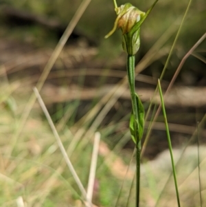 Diplodium sp. at Cotter River, ACT - suppressed