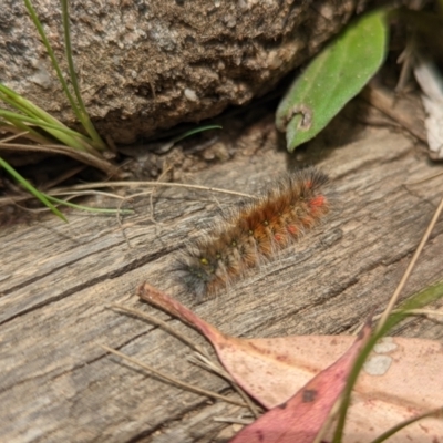 Anthela (genus) immature (Unidentified Anthelid Moth) at Namadgi National Park - 13 Feb 2022 by Rebeccajgee