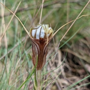 Diplodium coccinum at Cotter River, ACT - 13 Feb 2022