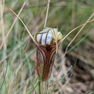 Diplodium coccinum at Cotter River, ACT - 13 Feb 2022