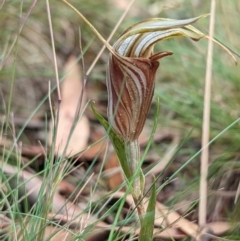 Diplodium coccinum at Cotter River, ACT - 13 Feb 2022