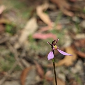 Eriochilus magenteus at Cotter River, ACT - 13 Feb 2022