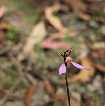Eriochilus magenteus (Magenta Autumn Orchid) at Namadgi National Park - 13 Feb 2022 by Rebeccajgee