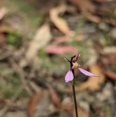 Eriochilus magenteus (Magenta Autumn Orchid) at Cotter River, ACT - 13 Feb 2022 by Rebeccajgee