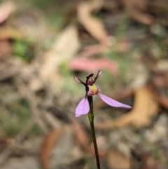 Eriochilus magenteus at Cotter River, ACT - 13 Feb 2022