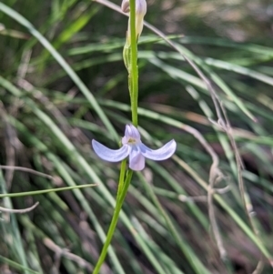 Lobelia dentata/gibbosa at Cotter River, ACT - 13 Feb 2022