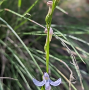 Lobelia dentata/gibbosa at Cotter River, ACT - 13 Feb 2022