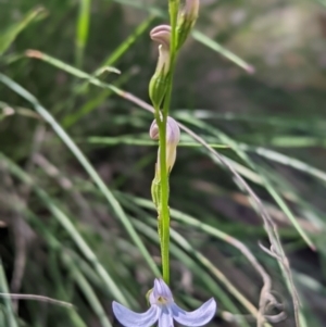 Lobelia dentata/gibbosa at Cotter River, ACT - 13 Feb 2022